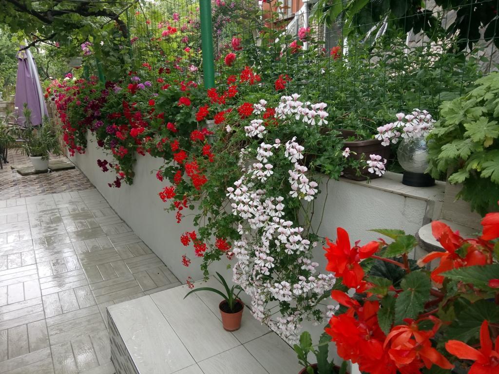 Georgievi Guest House 사파레바바냐 외부 사진